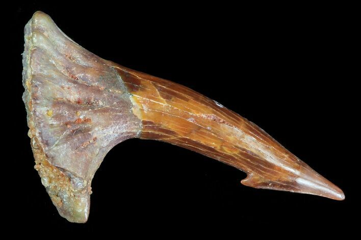 Cretaceous Giant Sawfish (Onchopristis) Rostral Barb #72719